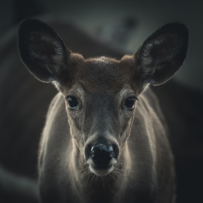 棕色鹿的选择性聚焦摄影